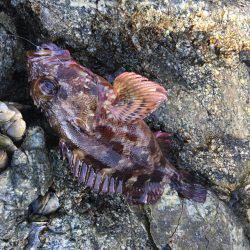 磯でライトゲーム