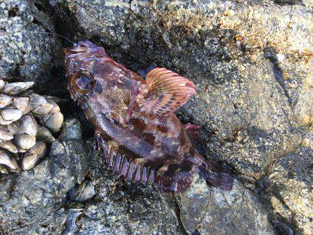 磯でライトゲーム