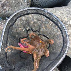 マイポイントでオクトパッシング