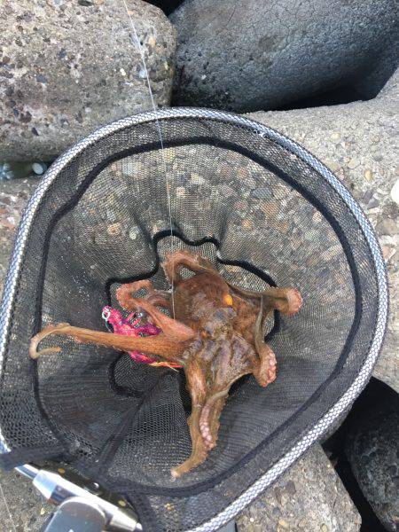 マイポイントでオクトパッシング