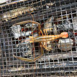 テナガエビ釣り