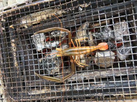 テナガエビ釣り