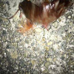 夕まずめちょい投げ