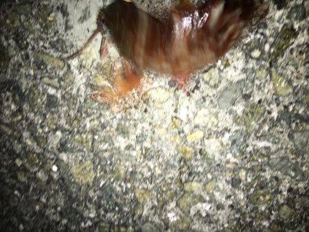 夕まずめちょい投げ