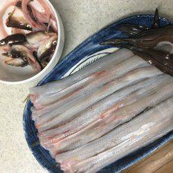 続ニョロニョロ