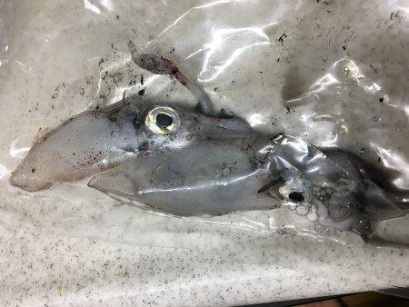 ケンちゃんは付き合いが悪い。