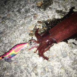 ケンサキライトエギング