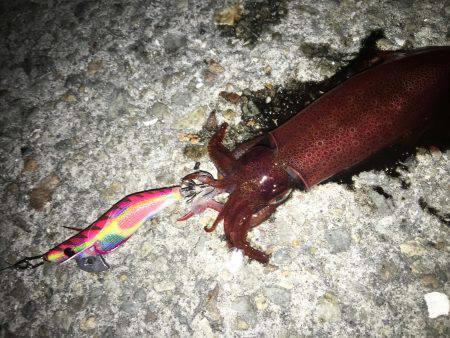 ケンサキライトエギング