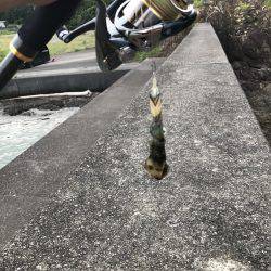 アオリイカ 子イカ