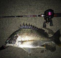 チニングリベンジ釣行