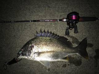 チニングリベンジ釣行