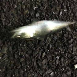 八景島 アジング