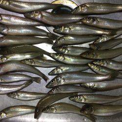 立会川小林丸 シロギス船 釣行