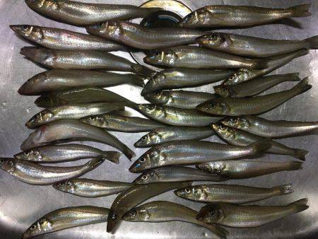 立会川小林丸 シロギス船 釣行