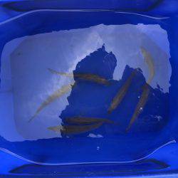 中サバのアタリは楽しい