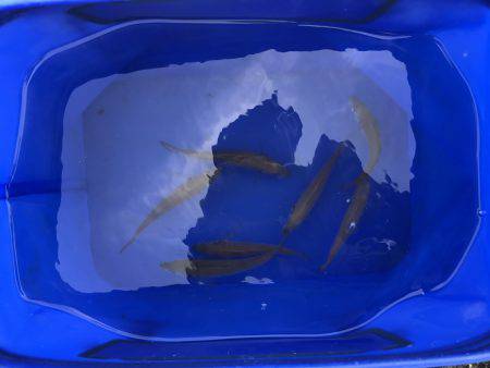 中サバのアタリは楽しい