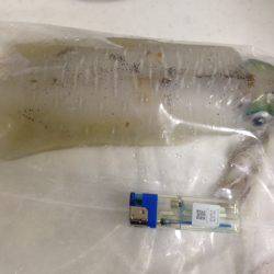 エギに分有(かな)