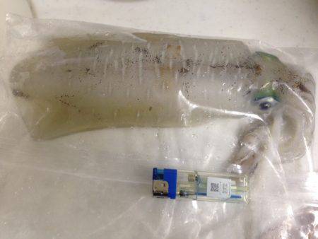 エギに分有(かな)