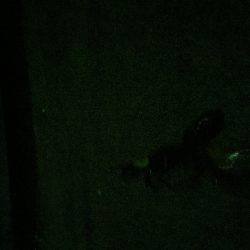 ケンサキイカが釣りたくて…