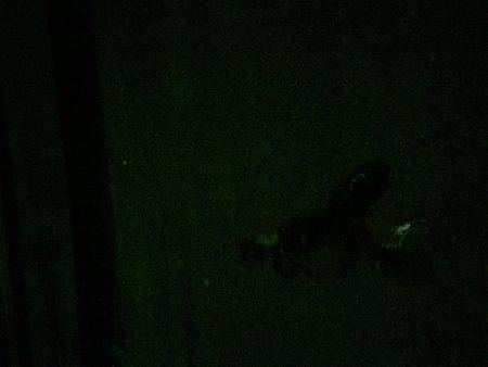 ケンサキイカが釣りたくて…