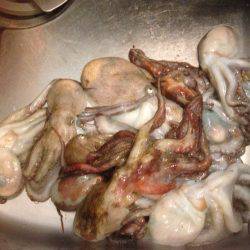 安定のタコ3 12ひき