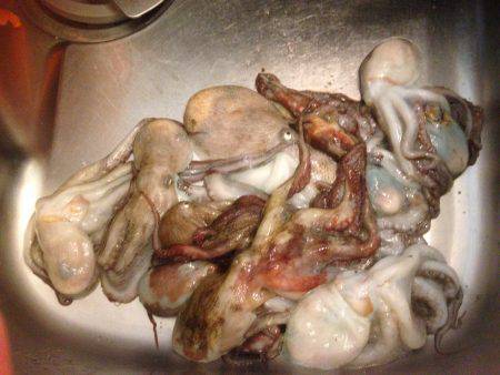 安定のタコ3 12ひき