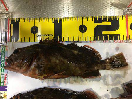 ライトワインド in 神戸沖堤防