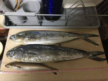 唐尾漁港沖合で