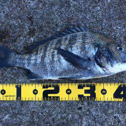 ライトワインドで三目釣り