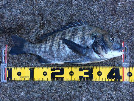 ライトワインドで三目釣り