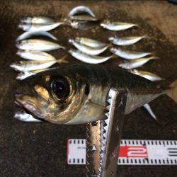 アジ釣り⑫  まさかの二度寝