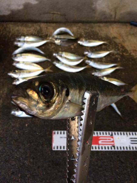 アジ釣り⑫  まさかの二度寝