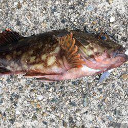 ガシラゲーム in 神戸沖堤防