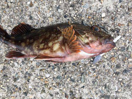 ガシラゲーム in 神戸沖堤防