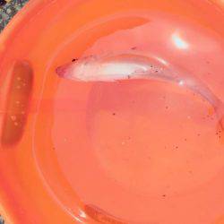 ちょい投げ釣り