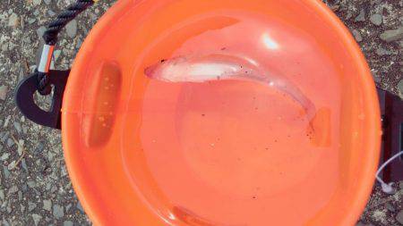 ちょい投げ釣り