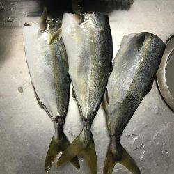 ポーアイ沖にてツバス大量！