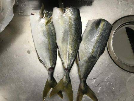 ポーアイ沖にてツバス大量！