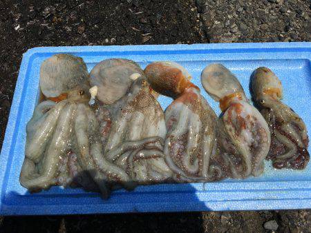 タコを求めて。