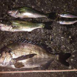 夜釣りのアジング