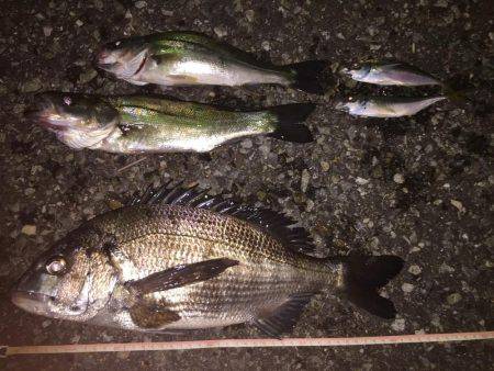 夜釣りのアジング