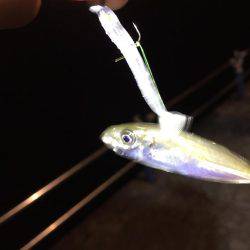 タコパラダイスでした〜♪