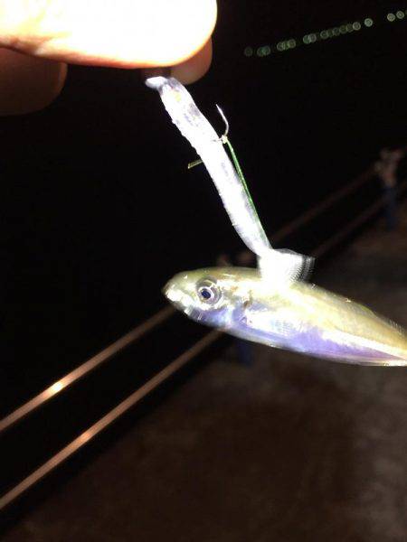 タコパラダイスでした〜♪