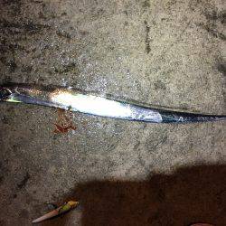 タチウオ上がってますよ〜