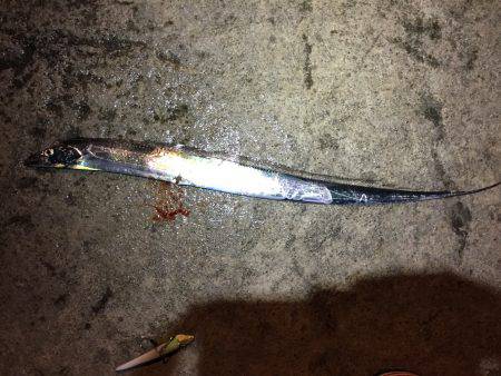 タチウオ上がってますよ〜