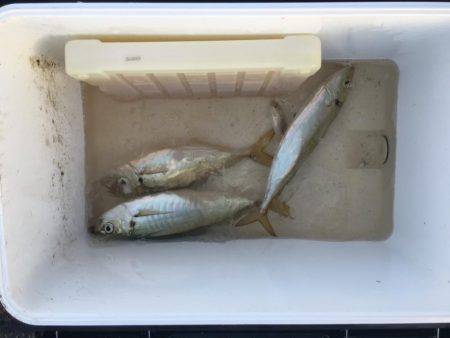 小浜でのイカダ釣り