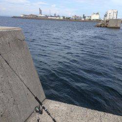 お昼からのツバス祭り