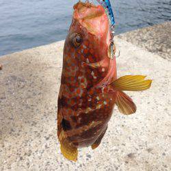 狙った魚が釣れたら嬉しい^ – ^