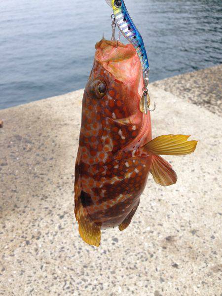 狙った魚が釣れたら嬉しい^ – ^