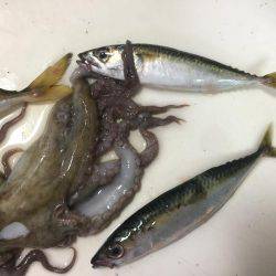 タチウオまだはやい